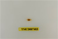 藏品(長趾股窗蟹)的圖片